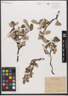 Foto von Salix reticulata L.